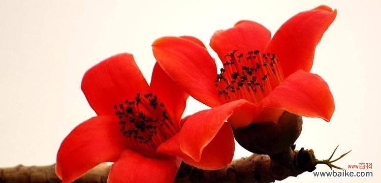 探寻木棉花的花语与文化内涵 木棉花的寓意象征及其美丽传承