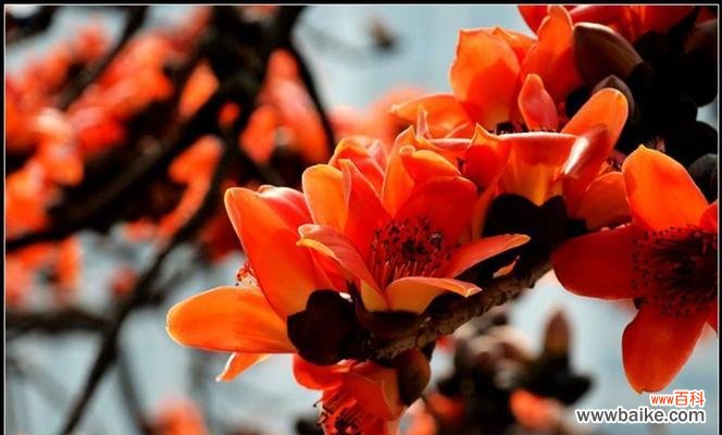 木棉花的美丽与象征意义 木棉花的花语及其寓意