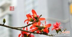 探索木棉花的美丽与意义 木棉花开的寓意与启示