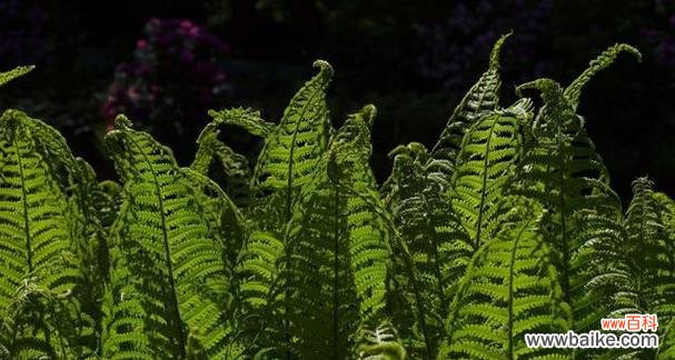 波士顿蕨的花语有哪些含义？如何用波士顿蕨传递爱意？