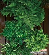 波士顿蕨的花语有哪些含义？如何用波士顿蕨传递爱意？