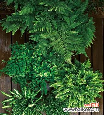 波士顿蕨的花语有哪些含义？如何用波士顿蕨传递爱意？