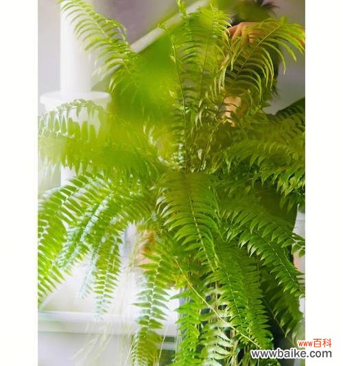 波士顿蕨的花语有哪些含义？如何用波士顿蕨传递爱意？