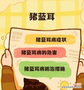 蓝猪耳的花语是什么意思？如何用蓝猪耳表达情感？