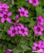 酿浆草的花语是什么？如何理解其深层含义？