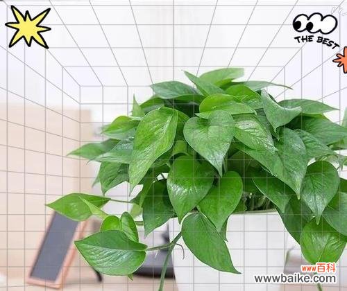 吊绿萝传递了哪些花语？它象征着什么？