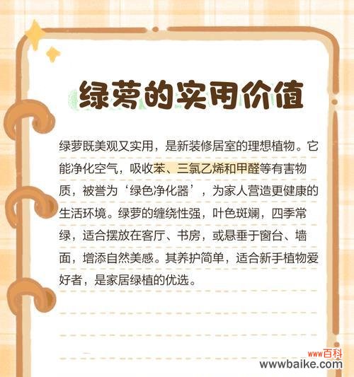吊绿萝传递了哪些花语？它象征着什么？