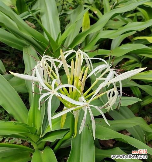 红文殊兰的花语是什么？它在花语中扮演什么角色？