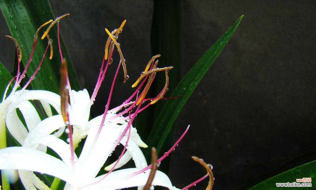 红文殊兰的花语是什么？它在花语中扮演什么角色？