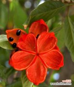 假苹婆花的花语有哪些？它代表了什么意义？