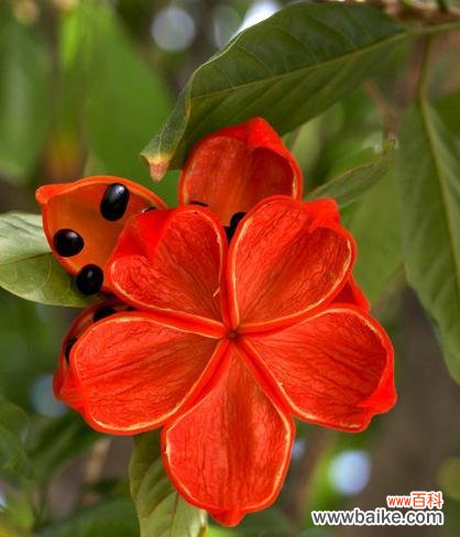 假苹婆花的花语有哪些？它代表了什么意义？