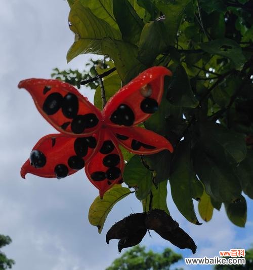 假苹婆花的花语有哪些？它代表了什么意义？