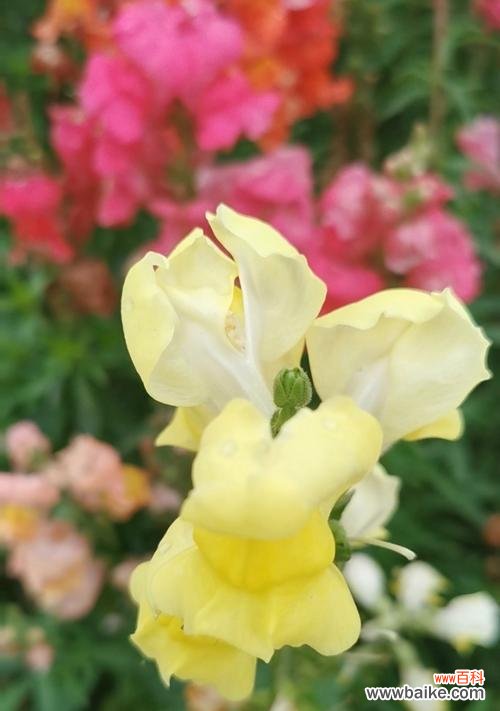 姫金鱼花的花语是什么?它象征着什么?