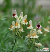 姫金鱼花的花语是什么？它象征着什么？