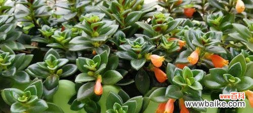 姫金鱼花的花语是什么?它象征着什么?