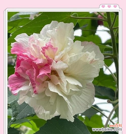 山芙蓉花的花语是什么？它传递了哪些情感？