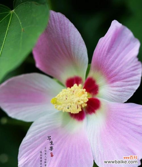 山芙蓉花的花语是什么？它传递了哪些情感？