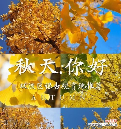双银杏叶的花语是什么？它代表了什么意义？
