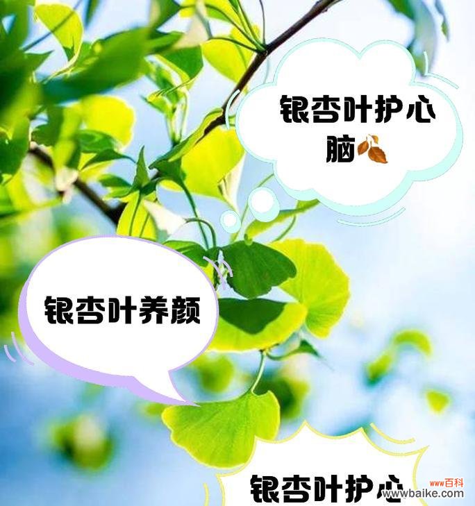 双银杏叶的花语是什么？它代表了什么意义？
