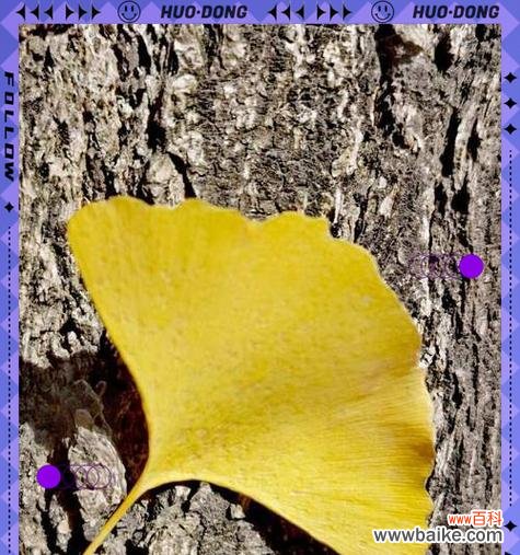 双银杏叶的花语是什么？它代表了什么意义？