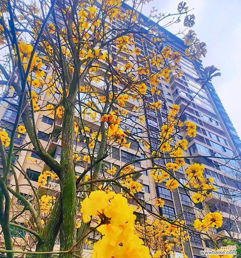 金姬鱼花的花语是什么?它象征着什么?