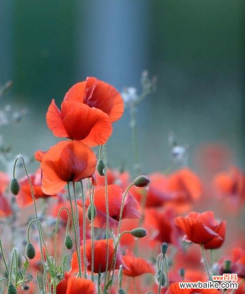 金姬鱼花的花语是什么?它象征着什么?