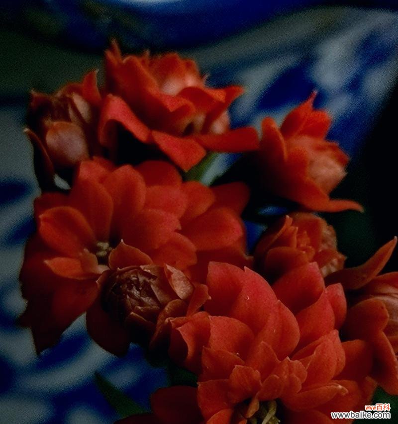 金姬鱼花的花语是什么?它象征着什么?