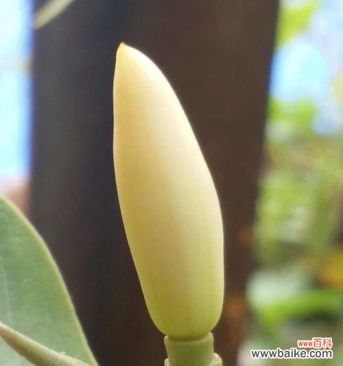 黄葛兰的花语是什么？它传递了哪些信息？