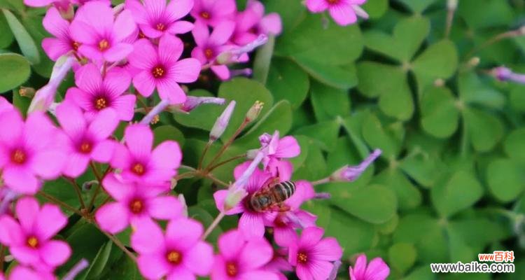 黄葛兰的花语是什么？它传递了哪些信息？
