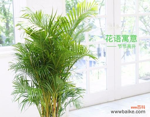 凤尾竹的花语是什么?它象征着什么?