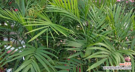 凤尾竹的花语是什么?它象征着什么?