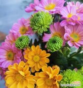 凤尾竹的花语是什么？它象征着什么？