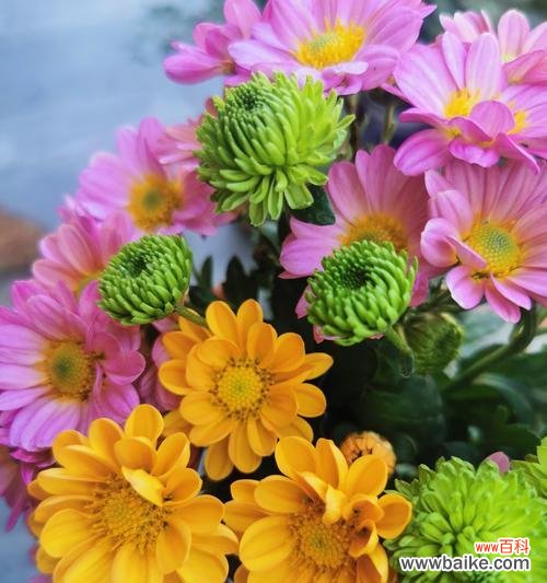 凤尾竹的花语是什么?它象征着什么?