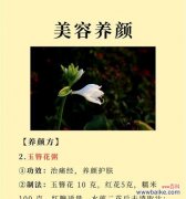 子萼玉簪的花语是什么？它代表了什么意义？