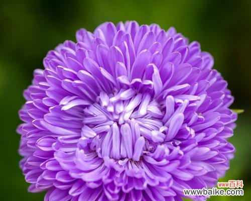 紫菀花语传递的秘密与意义 紫菀花的花语——祝福与坚韧