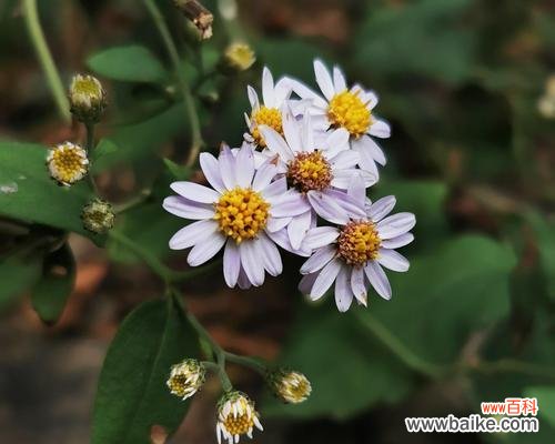 紫菀花语传递的秘密与意义 紫菀花的花语——祝福与坚韧