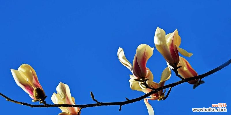 探寻紫玉兰的花语和文化内涵 紫玉兰花语与其象征意义