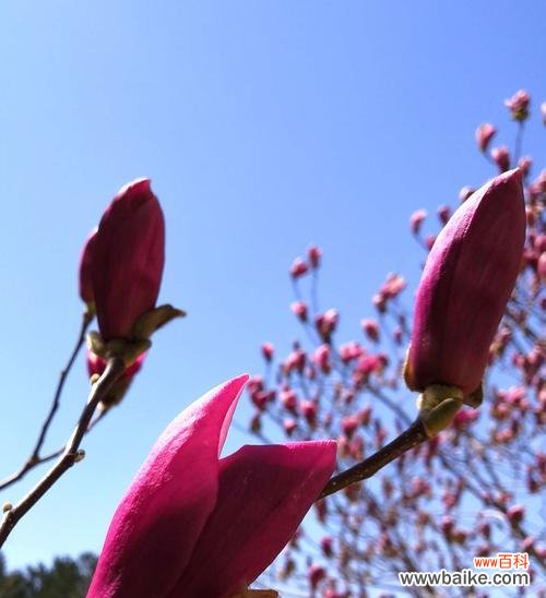 探寻紫玉兰的花语和文化内涵 紫玉兰花语与其象征意义