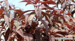 揭示紫叶李的神秘象征 紫叶李的美丽与寓意