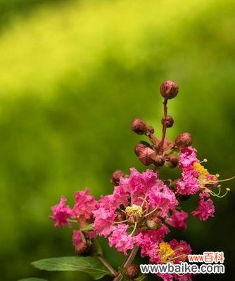 传递永恒的爱,凝聚美好的承诺 紫薇花语——爱的承诺