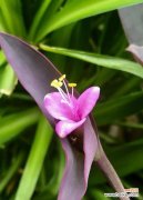 传承卓越的品格与美丽 紫竹梅的寓意与象征