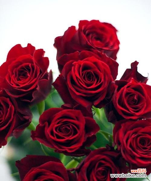 揭秘花语中的爱情密码 探寻花语中最浪漫的表达方式