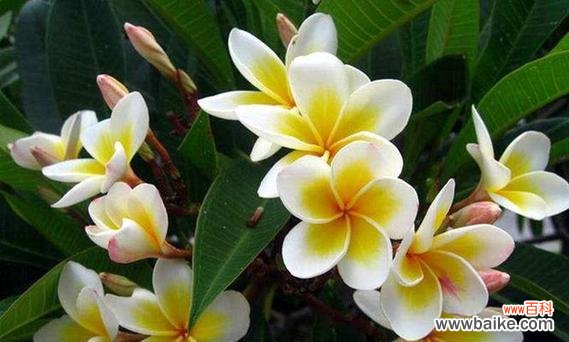 探索嘴唇表达的深层含义 嘴唇花花语的秘密解读