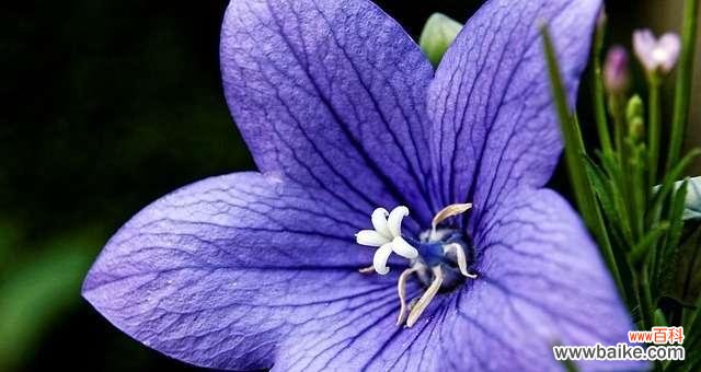 探索嘴唇表达的深层含义 嘴唇花花语的秘密解读