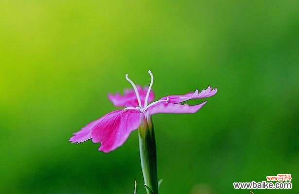 探索嘴唇表达的深层含义 嘴唇花花语的秘密解读