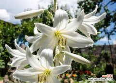 深入探究白百合的花语与寓意 白百合花语与美好祝福