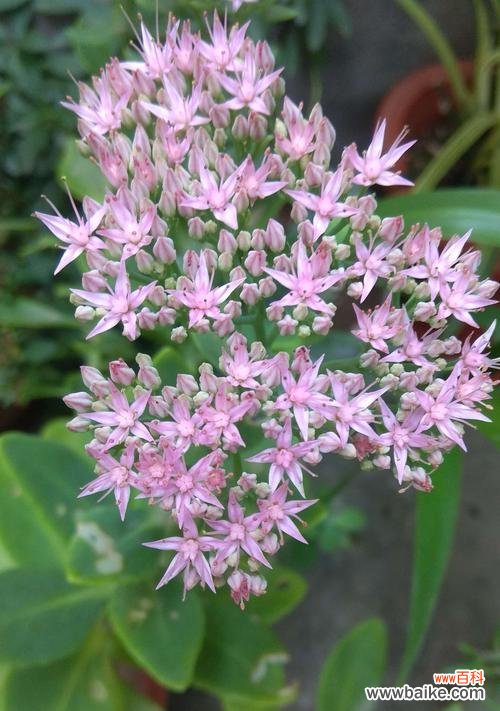 探索八宝景天花语的世界 八宝景天花语的奇妙魅力