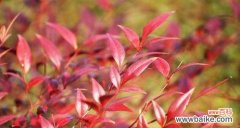 揭示南天竹的寓意与生命哲学 南天竹