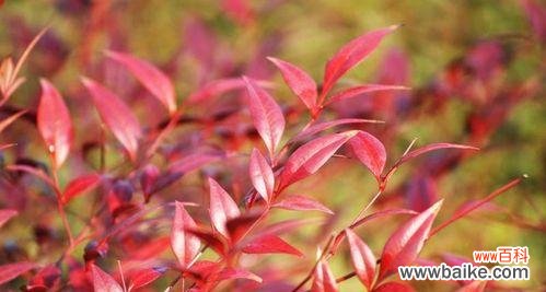 揭示南天竹的寓意与生命哲学 南天竹