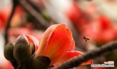 美丽坚强的木棉树 木棉树的象征意义